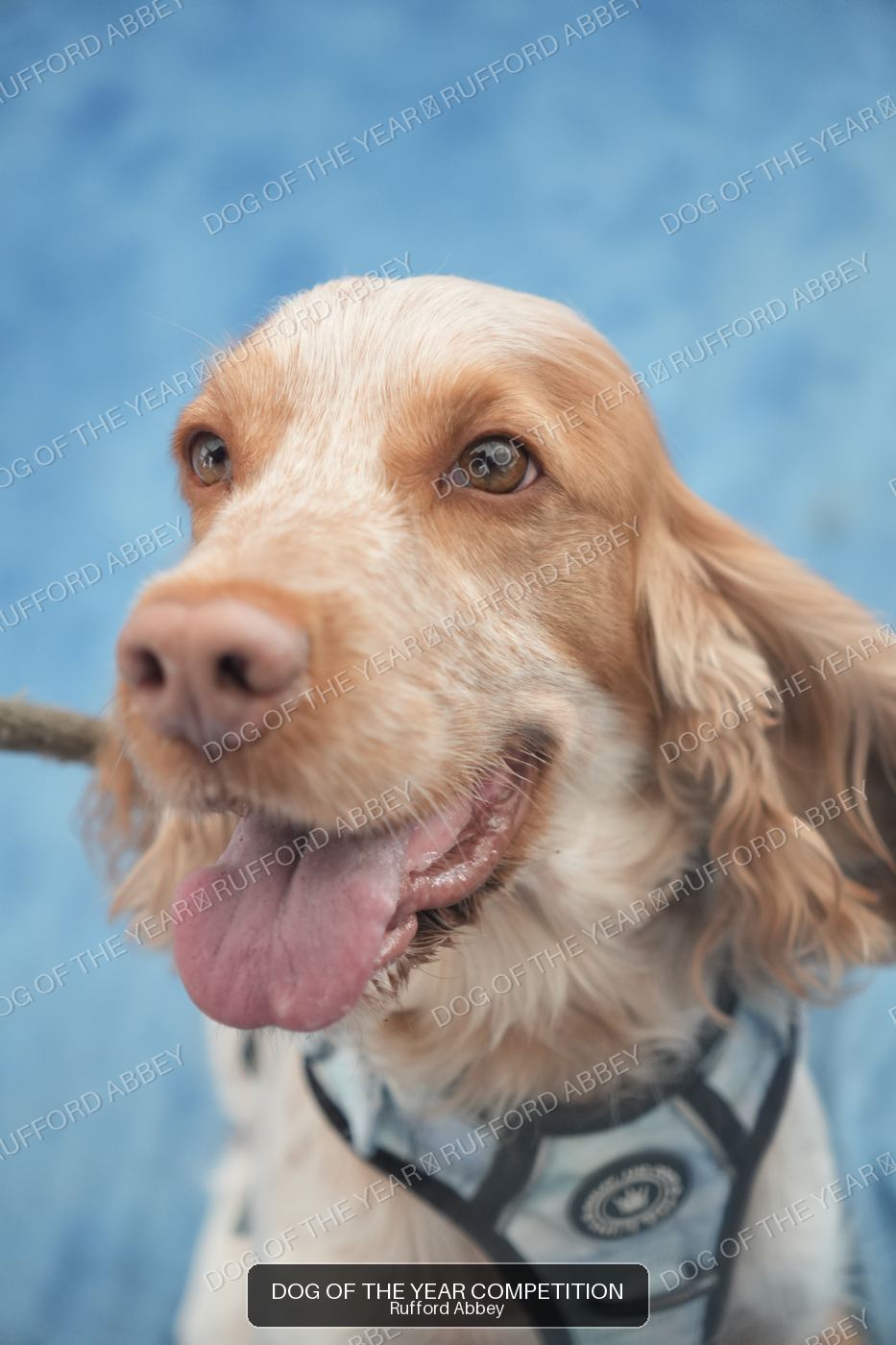 Cooper