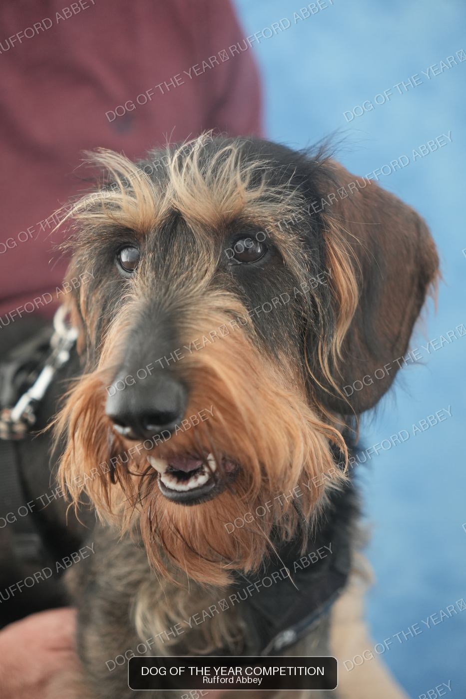 Wilf